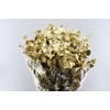 Euca Cinerea Metal Gold