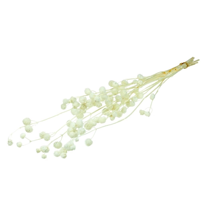 <h4>Calicarpa 70cm bleached white</h4>