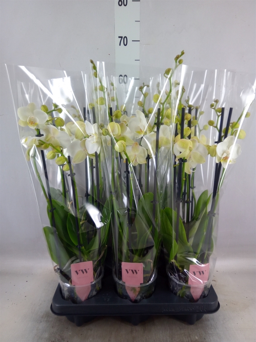 <h4>Phalaenopsis  'Ant Inverness'</h4>