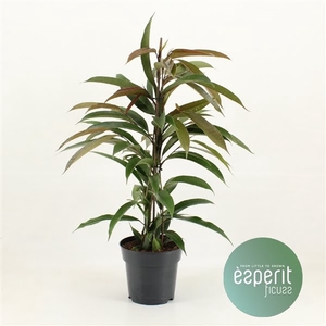 Ficus binnendijkii Amstel King