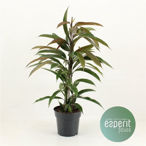 <h4>Ficus binnendijkii Amstel King</h4>