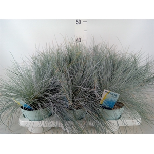Festuca glauca 'Intens Blue'