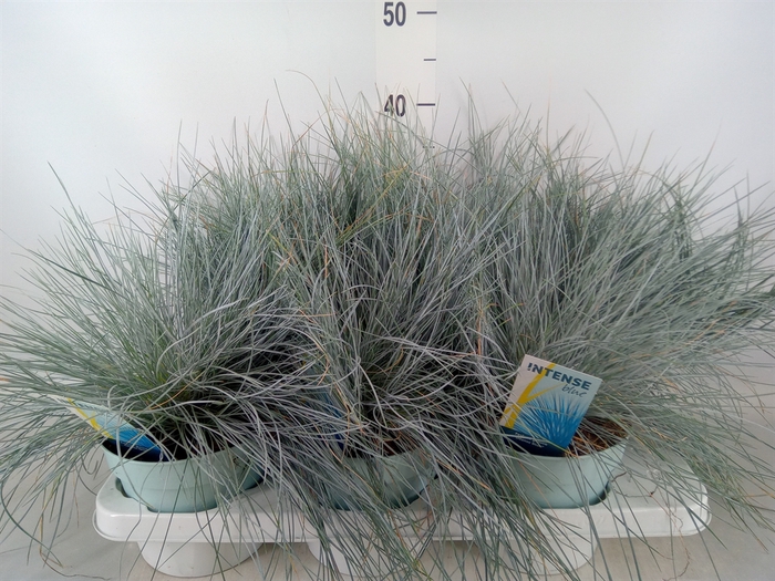 <h4>Festuca glauca 'Intens Blue'</h4>