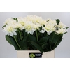 Dahlia White Margot