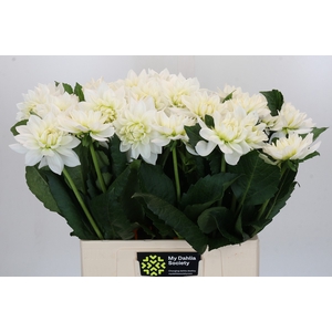 Dahlia White Margot