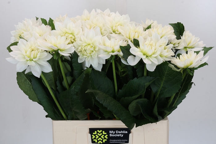 <h4>Dahlia White Margot</h4>