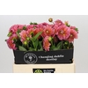 Dahlia Pink Runner