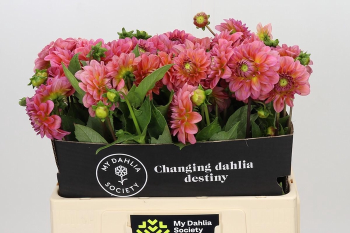 Dahlia Pink Runner