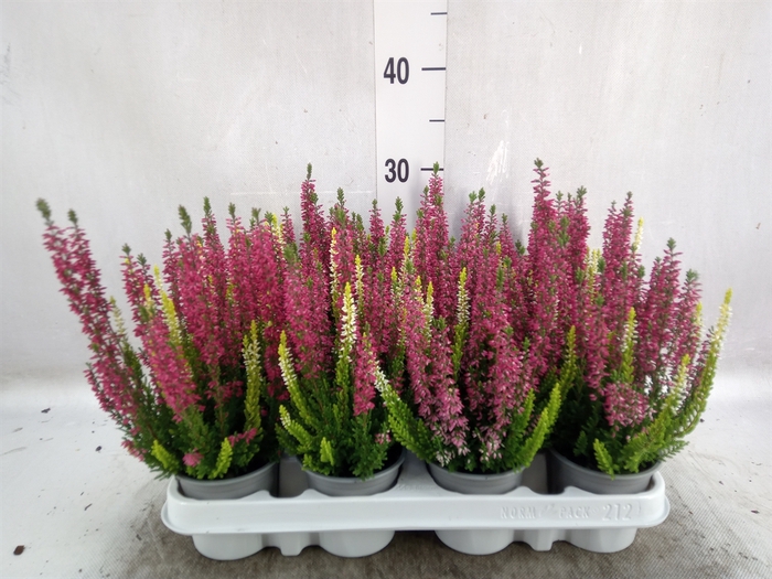 <h4>Calluna vulg. 'Beauty L'  ..mix 2/p</h4>