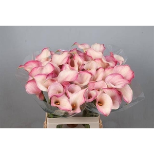 Calla Blushing Lady