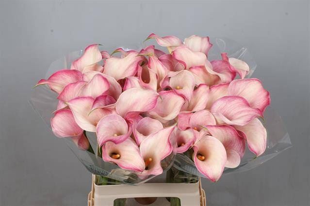 <h4>Calla Blushing Lady</h4>
