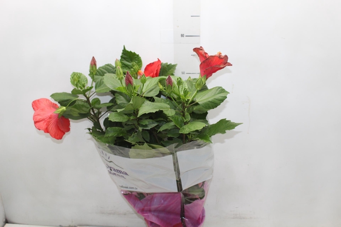 <h4>HIBISQS P17</h4>