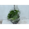 JIBOIA VERDE C21 PENDENTE