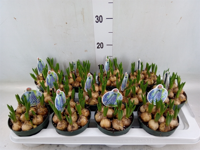 <h4>Muscari  'Big Smile'</h4>