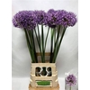 Allium Stratos