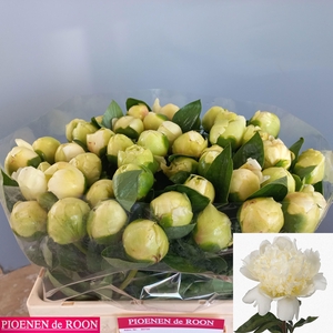 PAEO L BRIDAL SHOWER