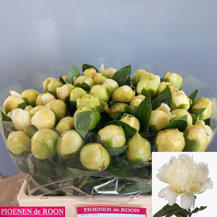 <h4>PAEO L BRIDAL SHOWER</h4>