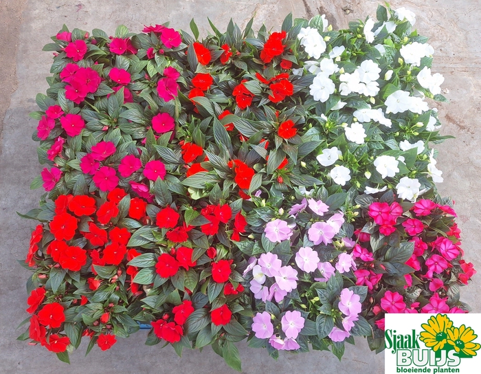 <h4>IMPAT NG GEM 6 KL</h4>