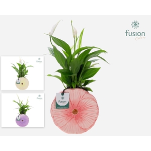 Keramiek Medium pot met Spathiphyllum