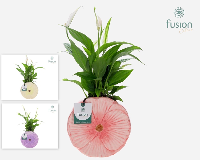 <h4>Keramiek Medium pot met Spathiphyllum</h4>