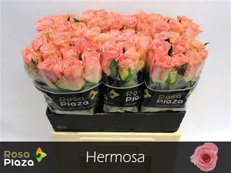 <h4>R Gr Hermosa+</h4>