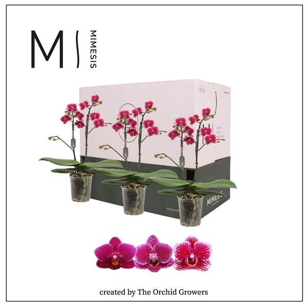 <h4>Mimesis Phal. Purple - 2 spike 9cm Less Plastic</h4>