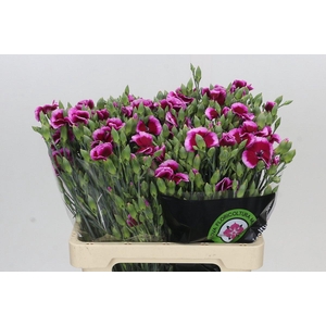 Dianthus Sp Solomio Dixie