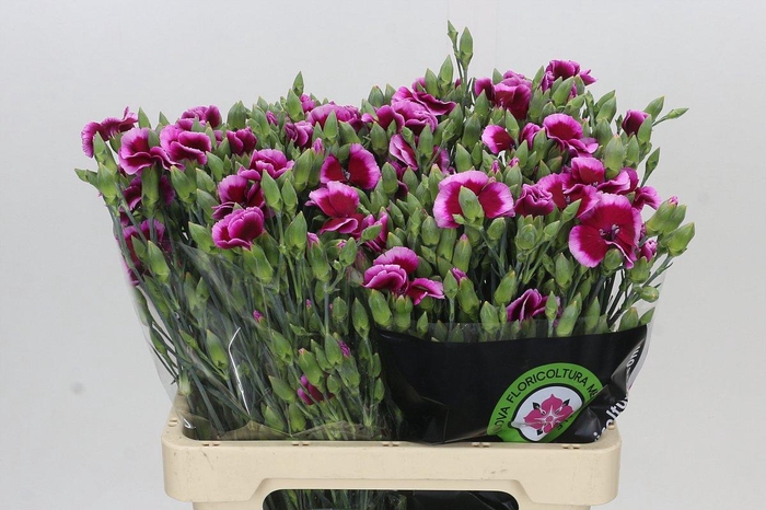 <h4>Dianthus Sp Solomio Dixie</h4>