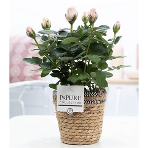 Rosa light pink in P&PURE Basket