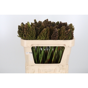 Sorghum Bicolor