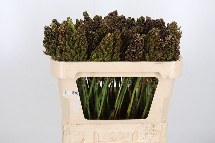 <h4>Sorghum Bicolor</h4>