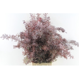 Acacia Gr Baileyana Red Abs