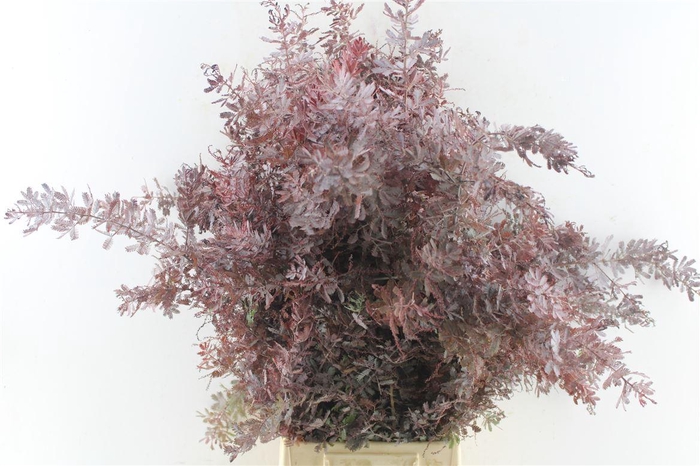 <h4>Acacia Gr Baileyana Red Abs</h4>