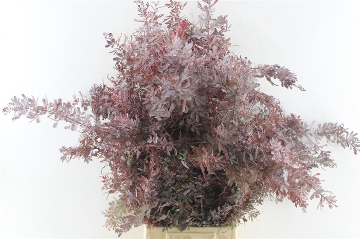 <h4>Acacia Gr Baileyana Red Abs</h4>