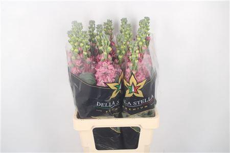 <h4>Matth Iron * Premium* Vintige Pink</h4>