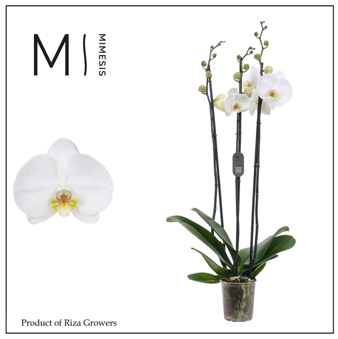 <h4>Phalaenopsis White Bigflower 3 spike - 12cm | Mimesis</h4>