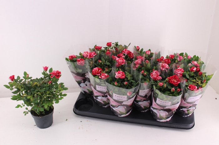 <h4>RO GIGI PARTY</h4>