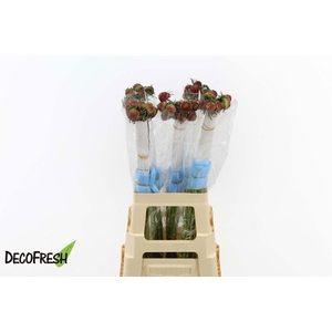 SCAB BON BON SCOOP TEA BERRY