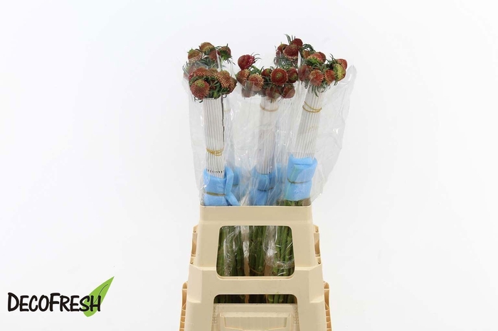 <h4>SCAB BON BON SCOOP TEA BERRY</h4>