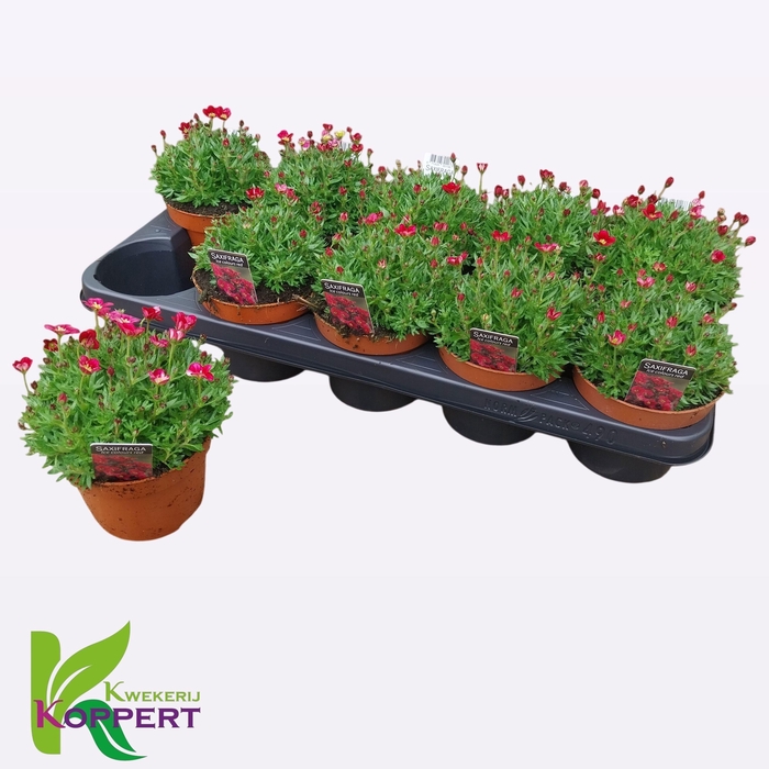 <h4>SAXIF AR MARTO RED</h4>