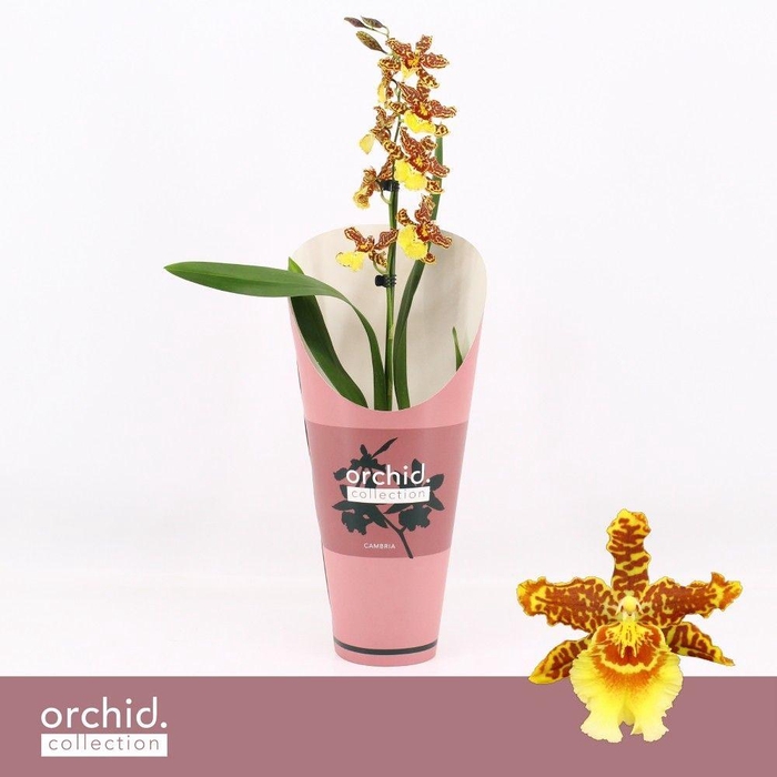 <h4>Cambria, Golden Tiger 1-spike 'Orchid Collection' Potcover</h4>