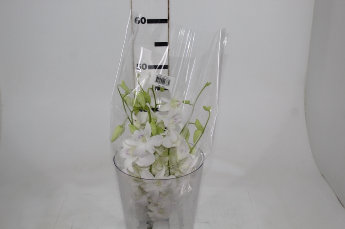 <h4>DENPHALAEN MACO MINIMO 30 FLORES</h4>