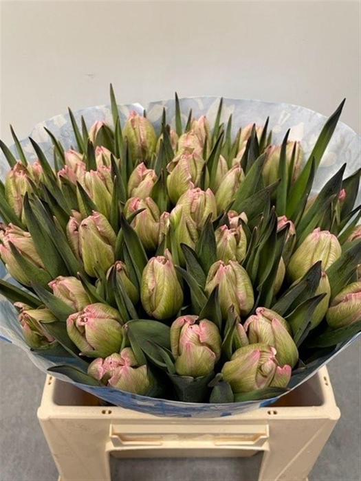 <h4>Tu Kb Hortensia</h4>