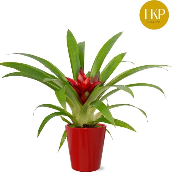 <h4>Guzmania Blitz Rood Coco</h4>