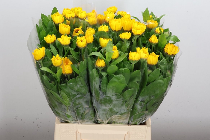 <h4>CALENDULA GEEL</h4>