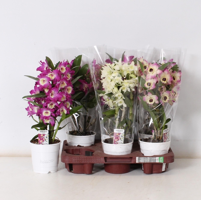 <h4>DENDR N GEM</h4>