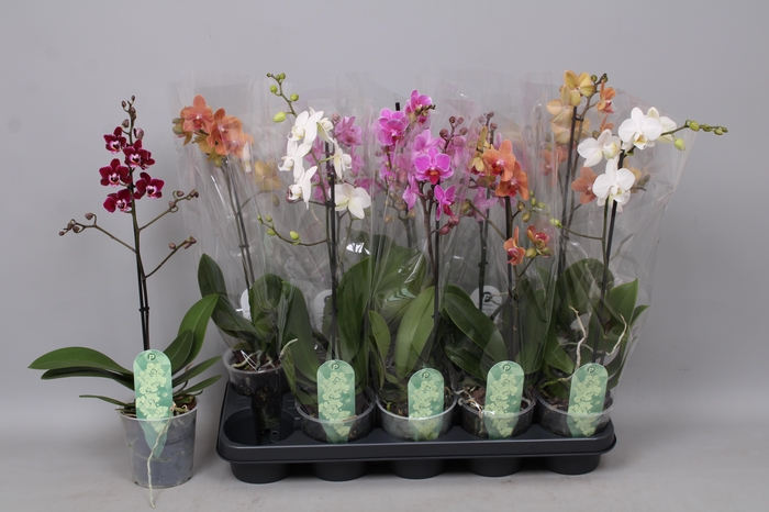 <h4>PHAL MF GEM 5 KL</h4>