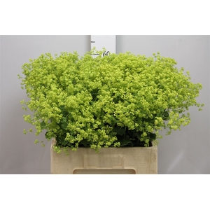Alchem M Robustica