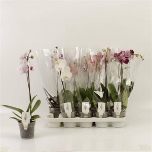 PHAL GEM
