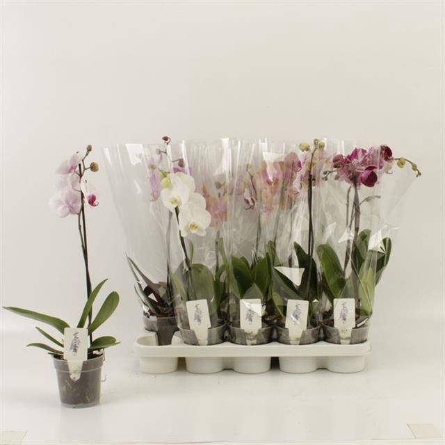 <h4>PHAL GEM</h4>
